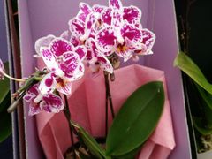 -荷兰花海