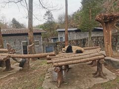 -都江堰中华大熊猫苑