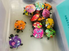 -糯米喵星人·撸猫猫舍咖啡馆(西市场嘉华店)