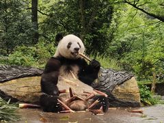 -中国大熊猫保护研究中心雅安碧峰峡基地