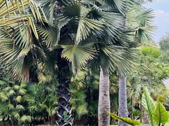 -中国科学院西双版纳热带植物园