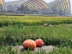 -中国天府农业博览园