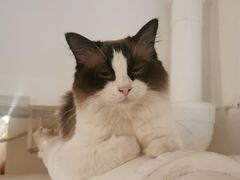 -猫友咖啡店(玉林西路店)