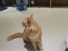 -藏猫猫咖啡主题馆(中央大道店)