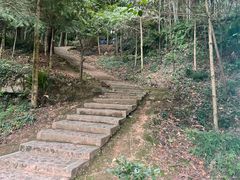 -上海佘山国家森林公园天马山园