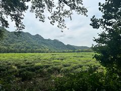 -中国茶叶博物馆(双峰馆区)