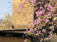 -广东花都湖国家湿地公园