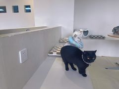 -怪兽屋·羊驼·猫咖·狗咖(俊华广场店)