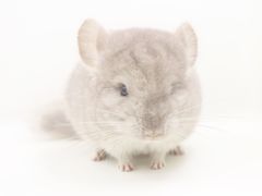 -龙猫仔乐园(惠福东路店)