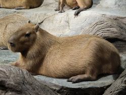 -Zoolung Zoolung动物主题公园(海信广场店)