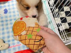 -逗柴咖啡屋·狗咖猫咖宠物桌游