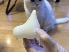-美联众合爱康动物医院•复杂内科•肿瘤科•牙科•腔镜诊疗中心
