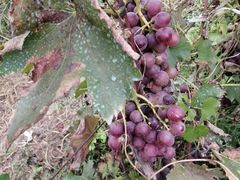 -万源龙顺度假庄园生态观光园