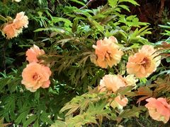 -洛阳市隋唐城遗址植物园