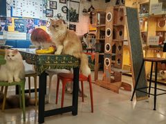 -平行世界·猫咖(首经贸店)