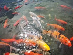 -西双版纳融创皇冠假日度假酒店