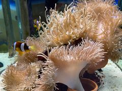 -太平洋海底世界