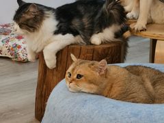 -柴迷FANS CLUB·柴犬狗咖·猫咖