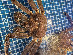 -驻海渔市(置信店)