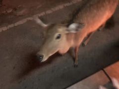 -清迈夜间动物园