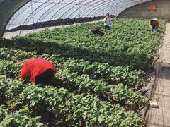 -大自然农场蔬菜草莓采摘园