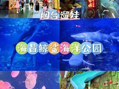 -烟台海昌鲸鲨海洋公园