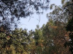 -铁山坪森林公园