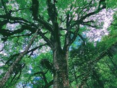 -龙苍沟森林公园