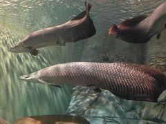 -上海海洋水族馆