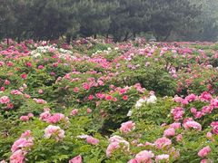 -洛阳市隋唐城遗址植物园