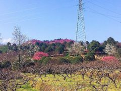 -新建村梅花