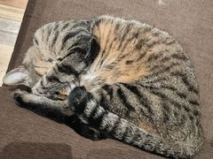 -猫的天空之城概念书店(杭州南宋御街店)