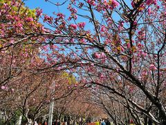 -高东镇樱花园
