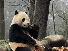 -中国大熊猫保护研究中心雅安碧峰峡基地