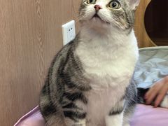 -MOCHA明星猫咖(田子坊店)