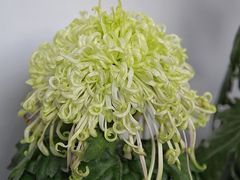 -杭州植物园