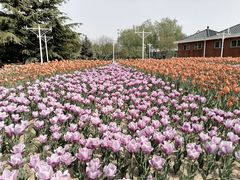 -石家庄市植物园