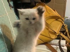 -烤肉宛饭庄(北新桥店)