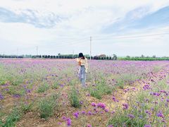 -曲江薰衣草庄园