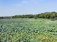 -荷塘月色湿地公园·向阳花洲