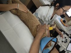 -谐和贝康宠物医院24小时·宠保定点(急重症转诊中心)