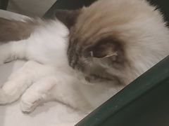 -安格丽娜·狗咖·猫咖羊驼咖(春熙路百盛商场店)