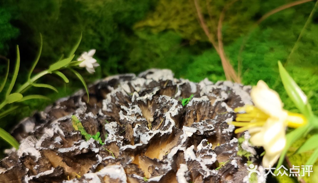 鲜味就直冲天灵盖，味道绝了！商家寄来的菌子做汤超棒