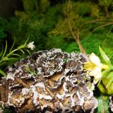 鲜味就直冲天灵盖，味道绝了！商家寄来的菌子做汤超棒