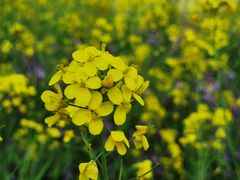 -绵阳盛世樱花悠乐谷