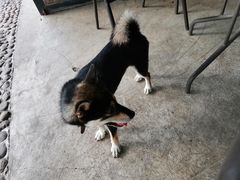 -柴犬高等学院·狗咖·柴犬售卖·宠物训练