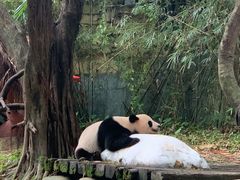 -广州长隆野生动物世界