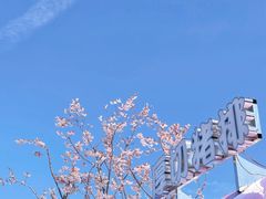 -顾村公园