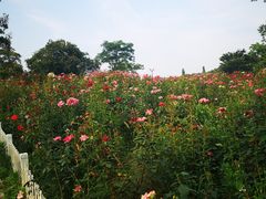 -大塘金香草谷