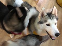 -Husky Go! 哈士奇体验馆·宠物咖啡厅狗咖